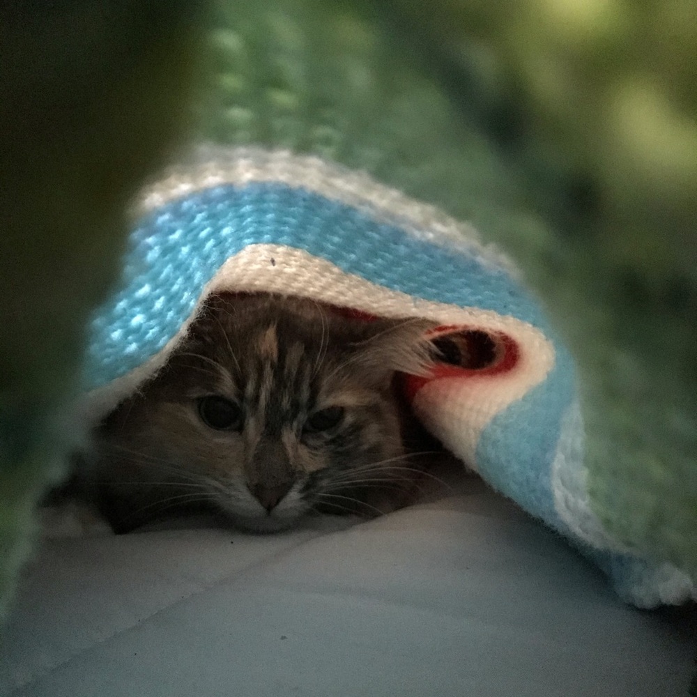 Meet your Posher, Wanda